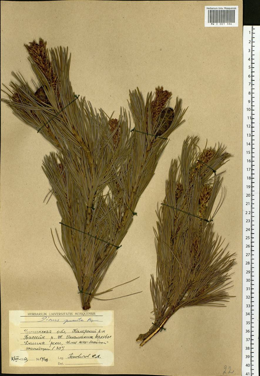 Pinus pumila (Pall.) Regel, Siberia, Baikal & Transbaikal region (S4) (Russia)