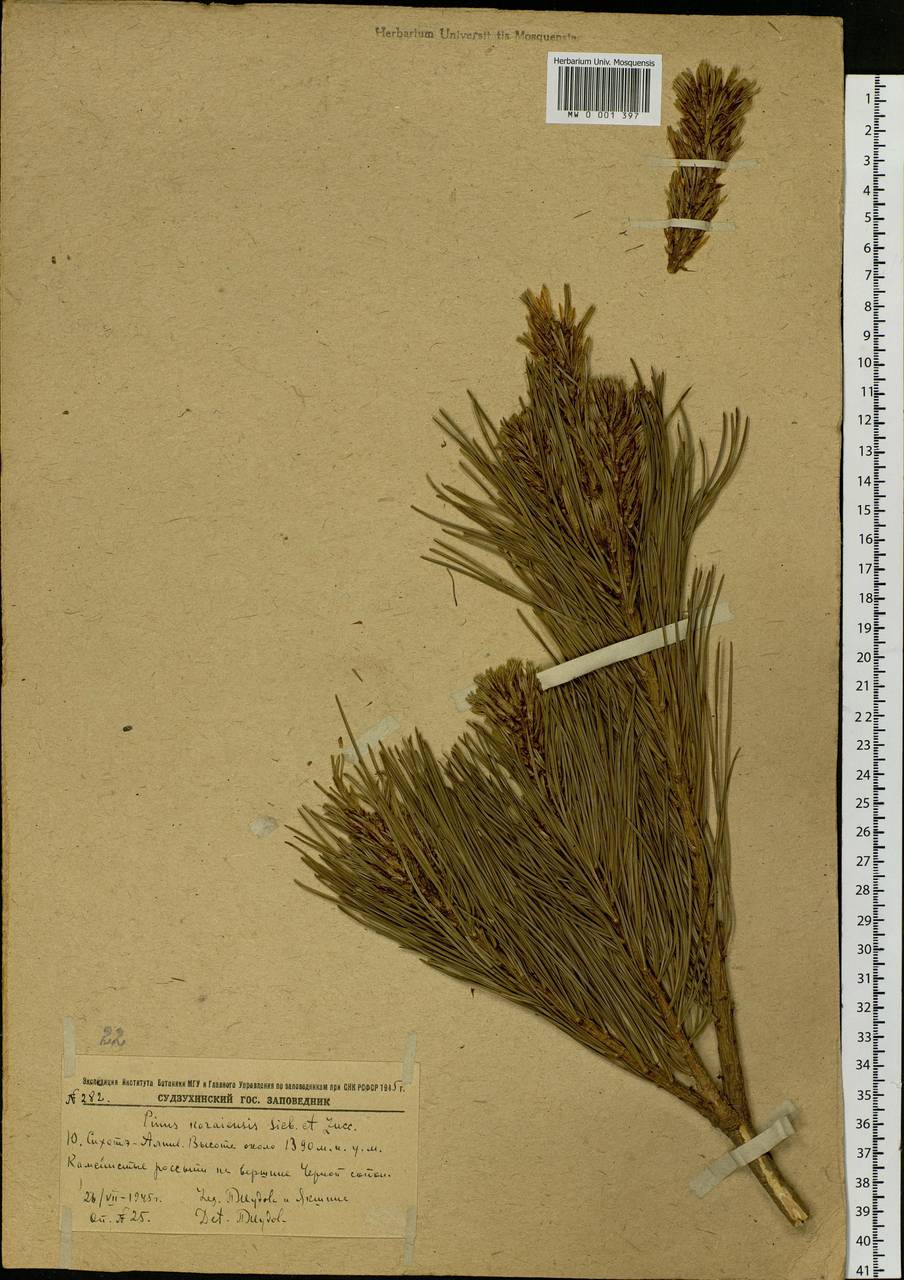 Pinus koraiensis Siebold & Zucc., Siberia, Russian Far East (S6) (Russia)