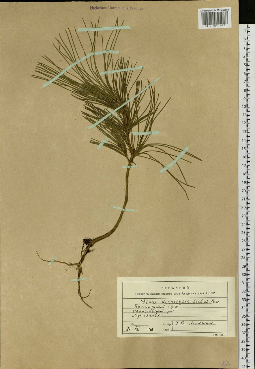 Pinus koraiensis Siebold & Zucc., Siberia, Russian Far East (S6) (Russia)