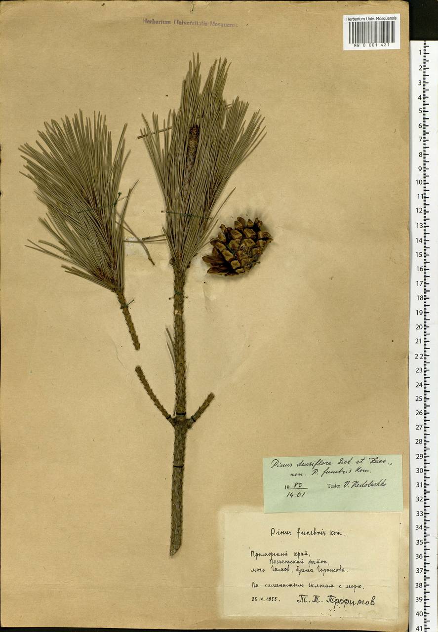 Pinus densiflora Siebold & Zucc., Siberia, Russian Far East (S6) (Russia)