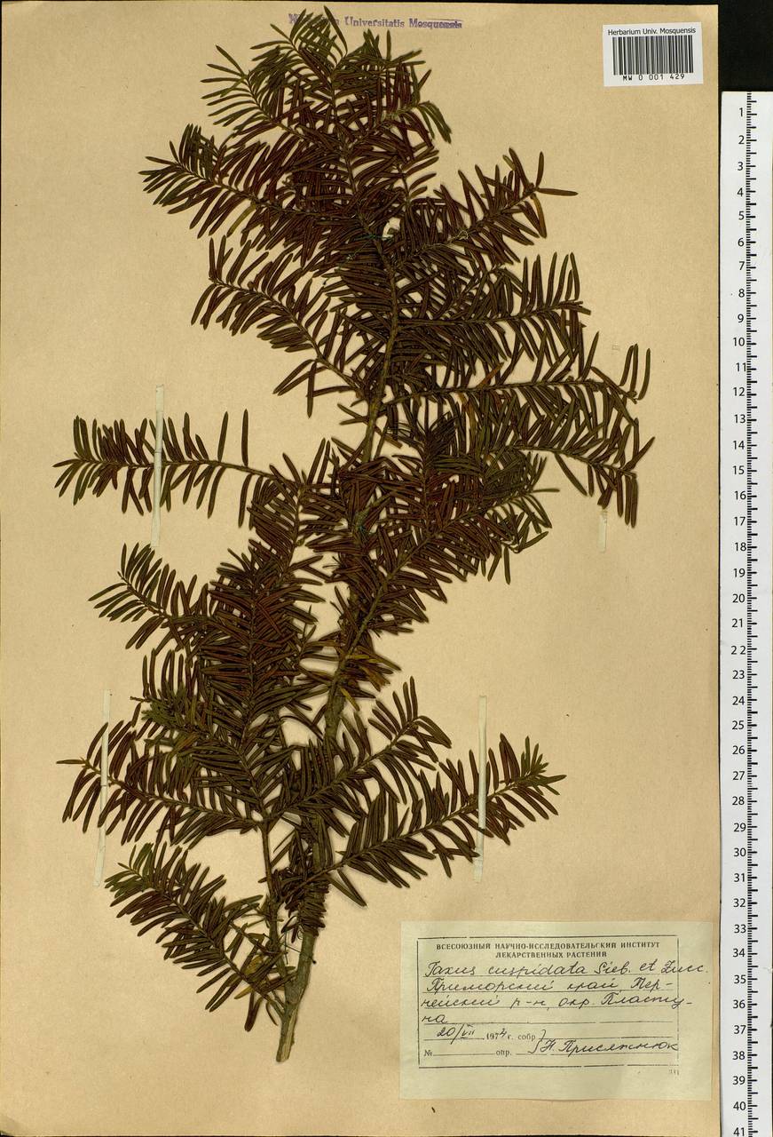 Taxus cuspidata Siebold & Zucc., Siberia, Russian Far East (S6) (Russia)