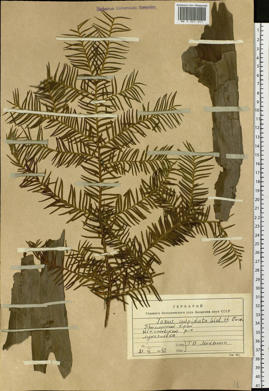 Taxus cuspidata Siebold & Zucc., Siberia, Russian Far East (S6) (Russia)