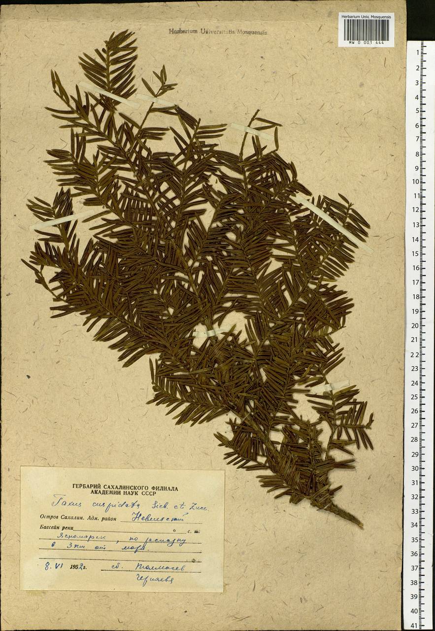 Taxus cuspidata Siebold & Zucc., Siberia, Russian Far East (S6) (Russia)