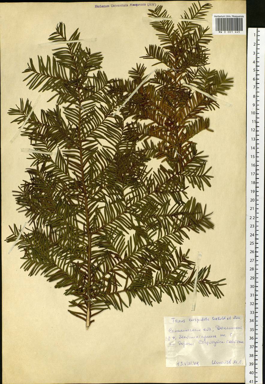 Taxus cuspidata Siebold & Zucc., Siberia, Russian Far East (S6) (Russia)