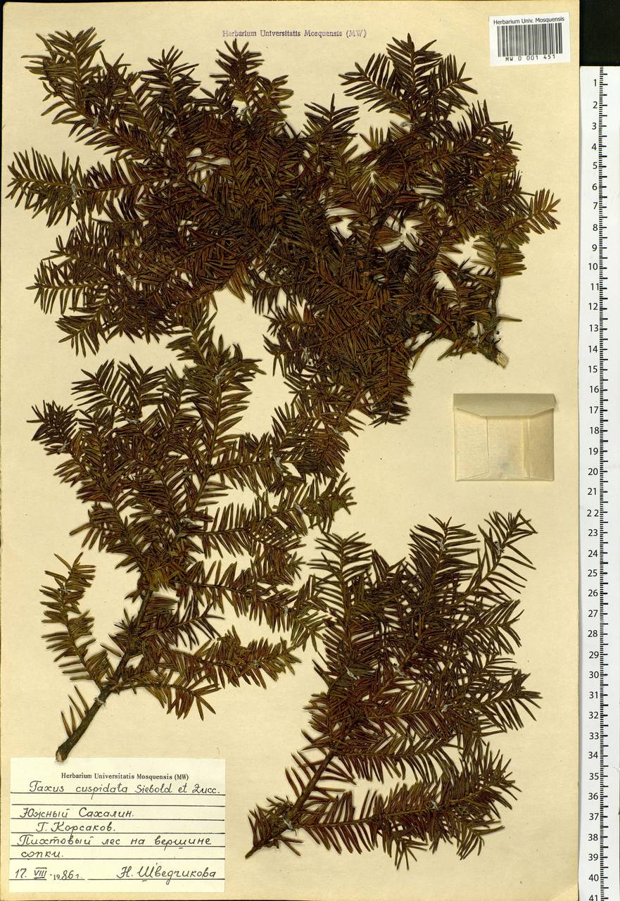 Taxus cuspidata Siebold & Zucc., Siberia, Russian Far East (S6) (Russia)