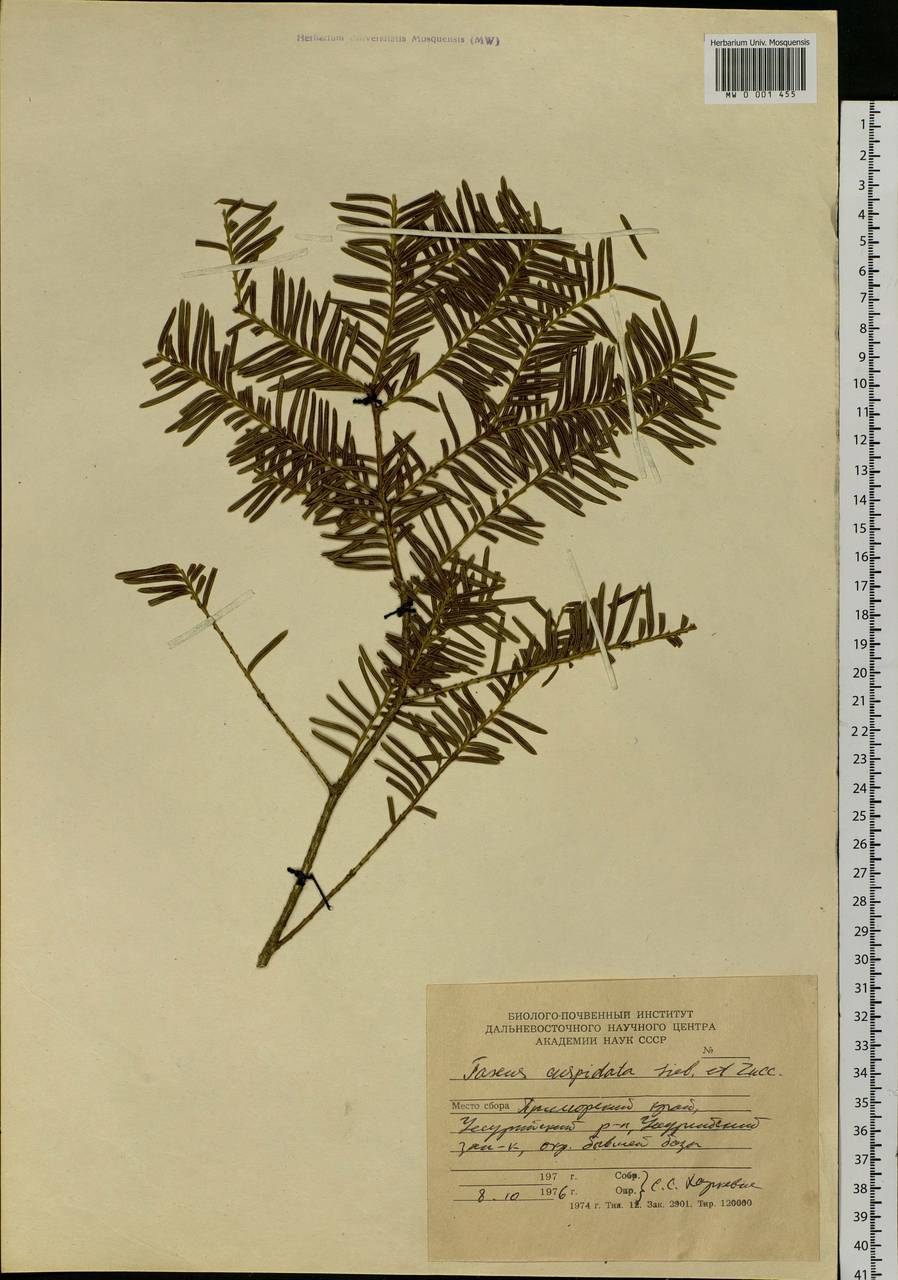 Taxus cuspidata Siebold & Zucc., Siberia, Russian Far East (S6) (Russia)