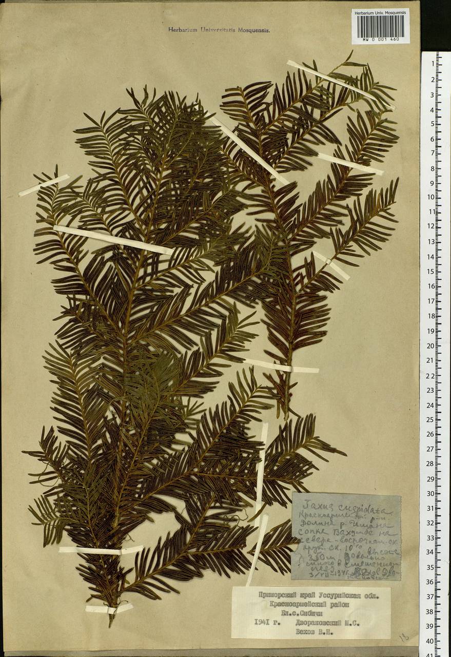 Taxus cuspidata Siebold & Zucc., Siberia, Russian Far East (S6) (Russia)