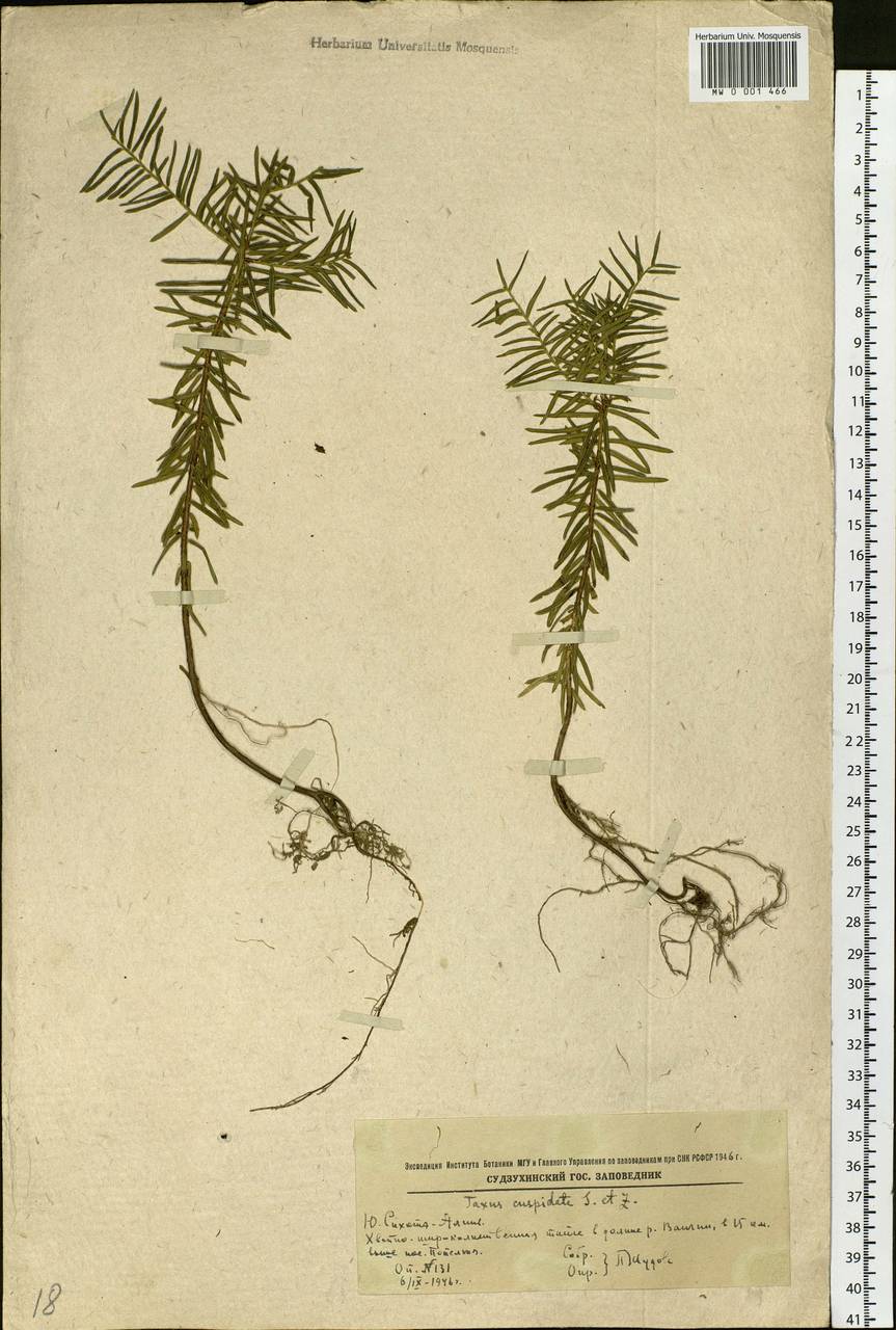 Taxus cuspidata Siebold & Zucc., Siberia, Russian Far East (S6) (Russia)