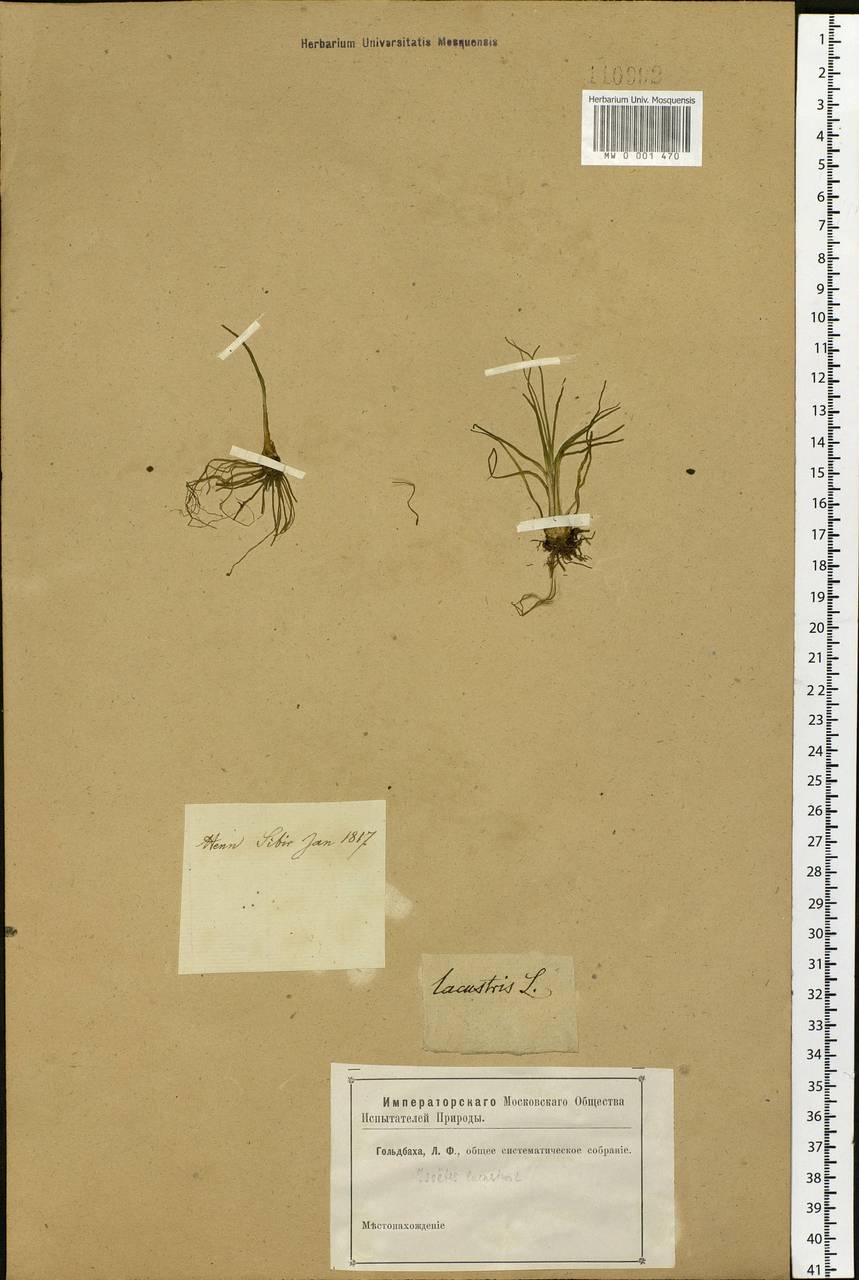 Isoetes lacustris L., Siberia (no precise locality) (S0) (Russia)