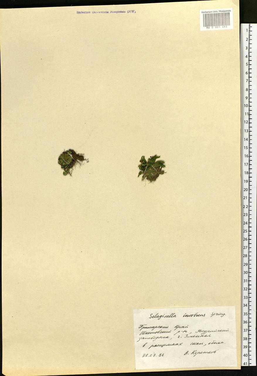 Pulviniella tamariscina (P. Beauv.) Li Bing Zhang & X. M. Zhou, Siberia, Russian Far East (S6) (Russia)
