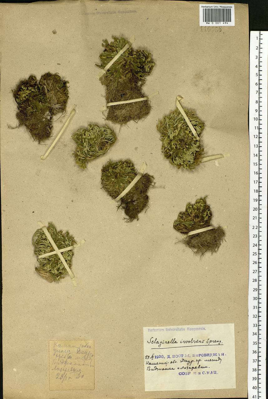 Pulviniella tamariscina (P. Beauv.) Li Bing Zhang & X. M. Zhou, Siberia, Russian Far East (S6) (Russia)