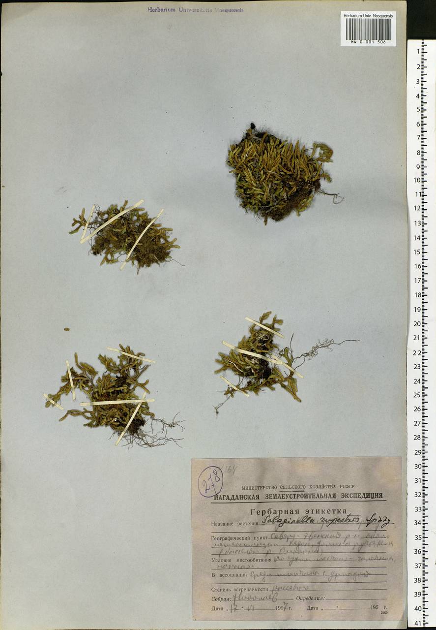 Bryodesma sibiricum (Milde) Soják, Siberia, Chukotka & Kamchatka (S7) (Russia)