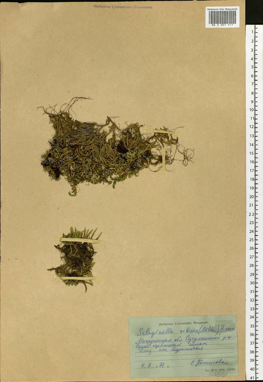 Bryodesma sibiricum (Milde) Soják, Siberia, Chukotka & Kamchatka (S7) (Russia)