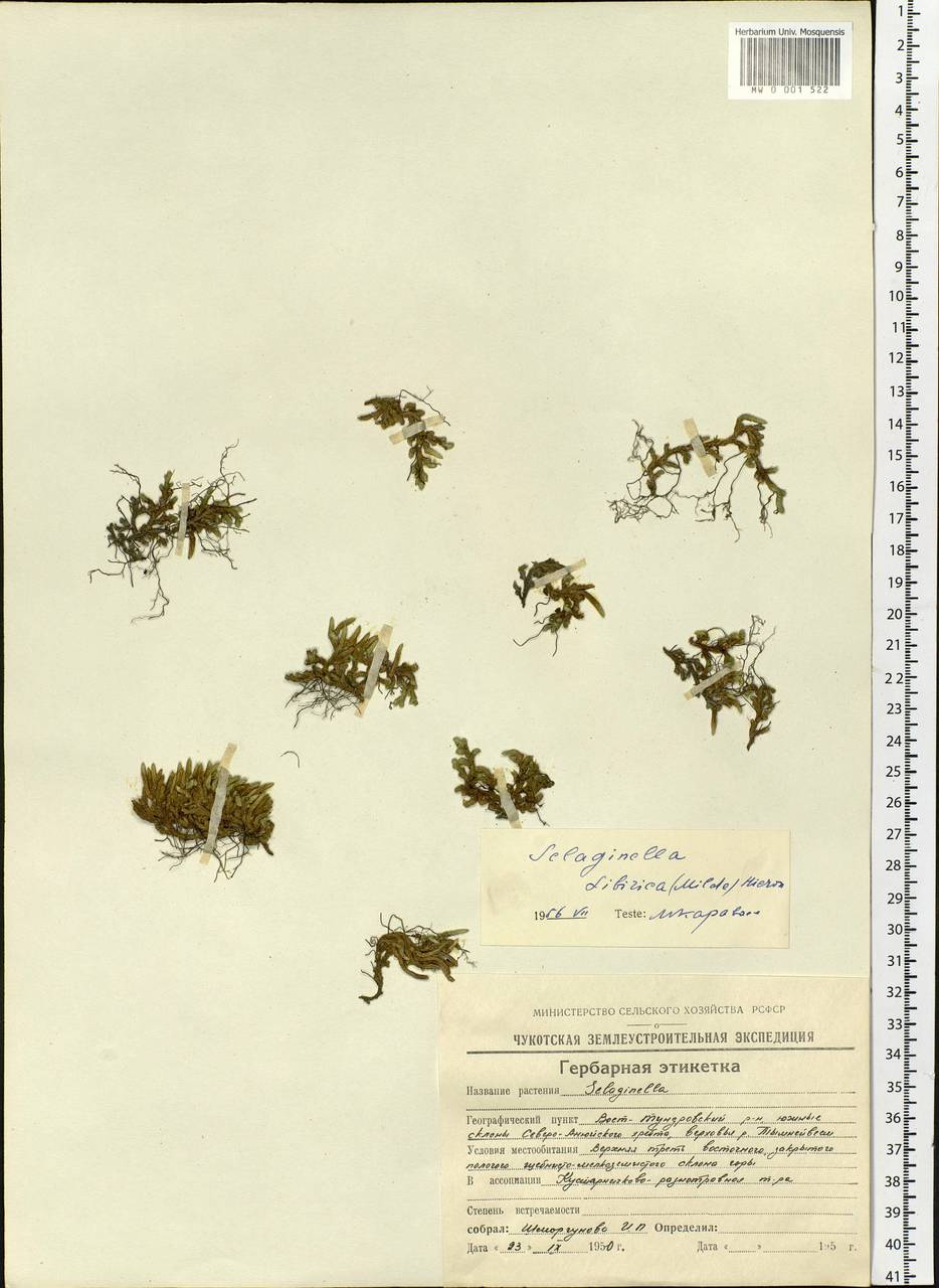 Bryodesma sibiricum (Milde) Soják, Siberia, Chukotka & Kamchatka (S7) (Russia)
