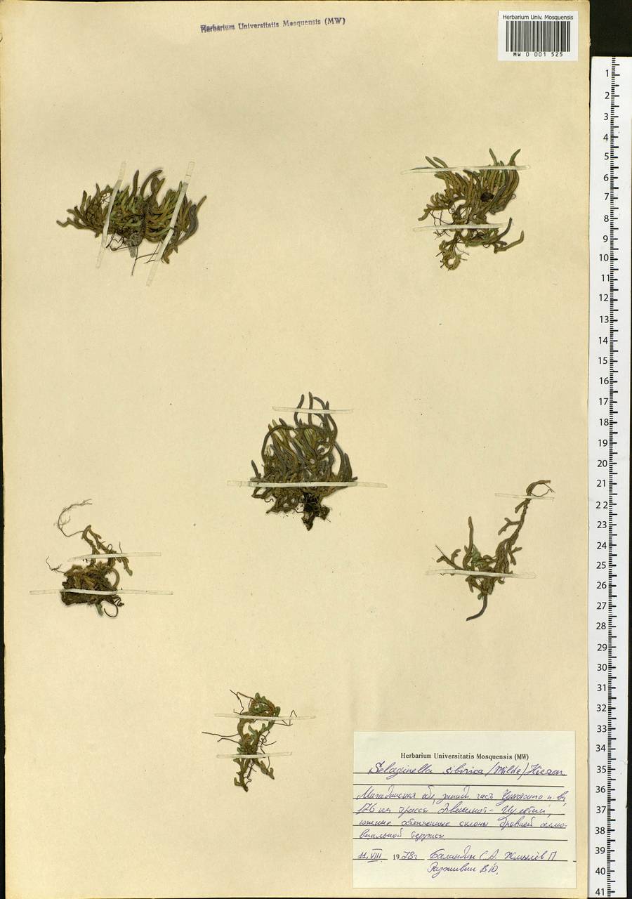 Bryodesma sibiricum (Milde) Soják, Siberia, Chukotka & Kamchatka (S7) (Russia)