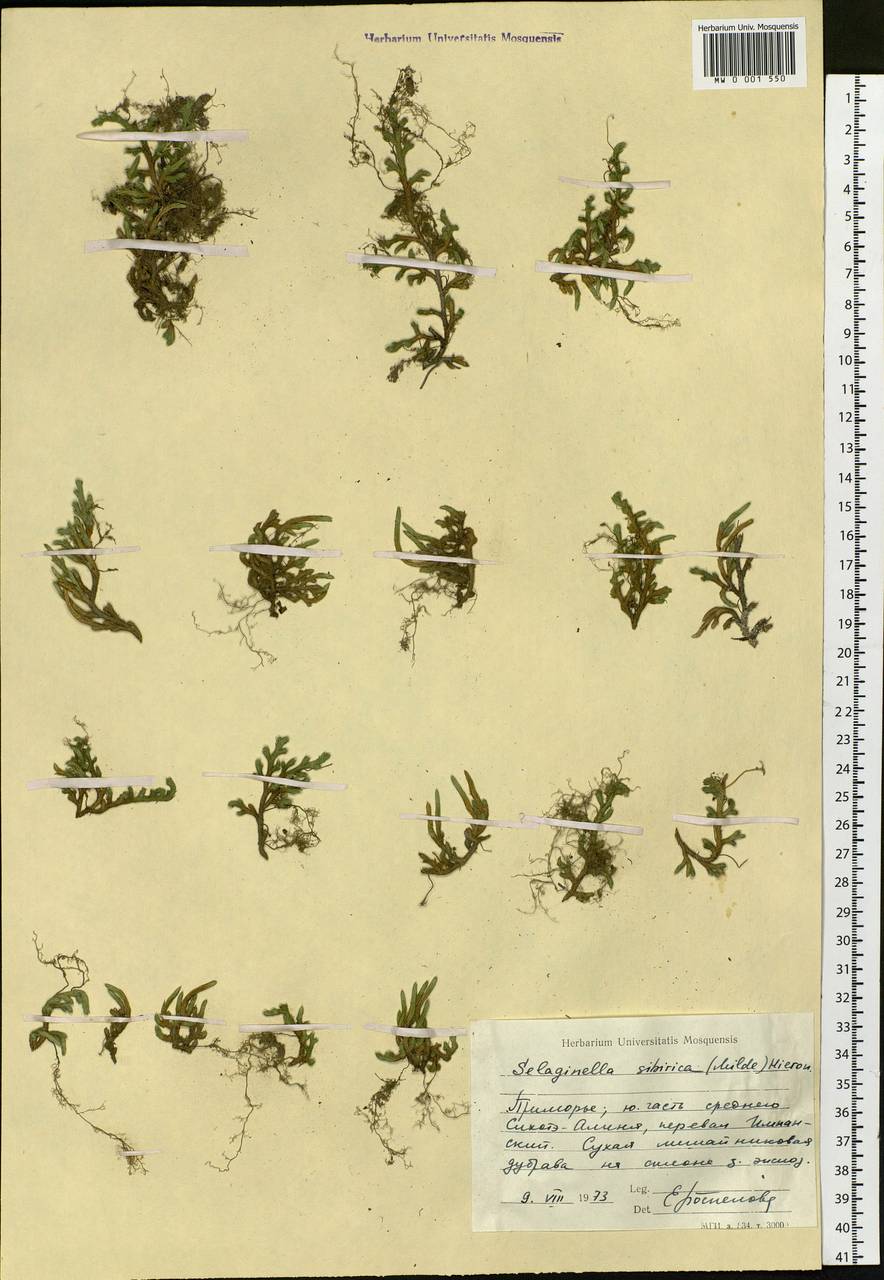 Bryodesma sibiricum (Milde) Soják, Siberia, Russian Far East (S6) (Russia)