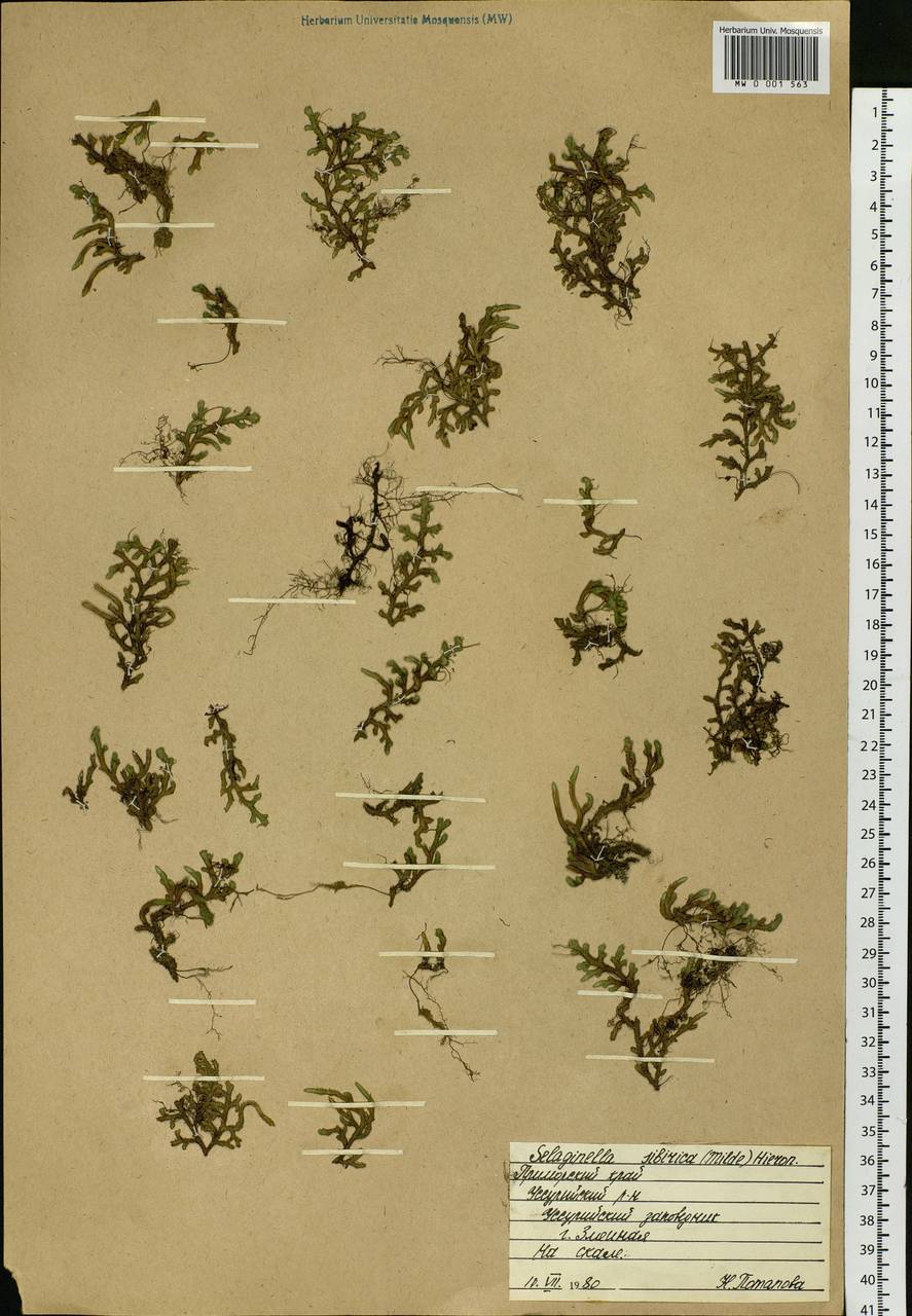 Bryodesma sibiricum (Milde) Soják, Siberia, Russian Far East (S6) (Russia)