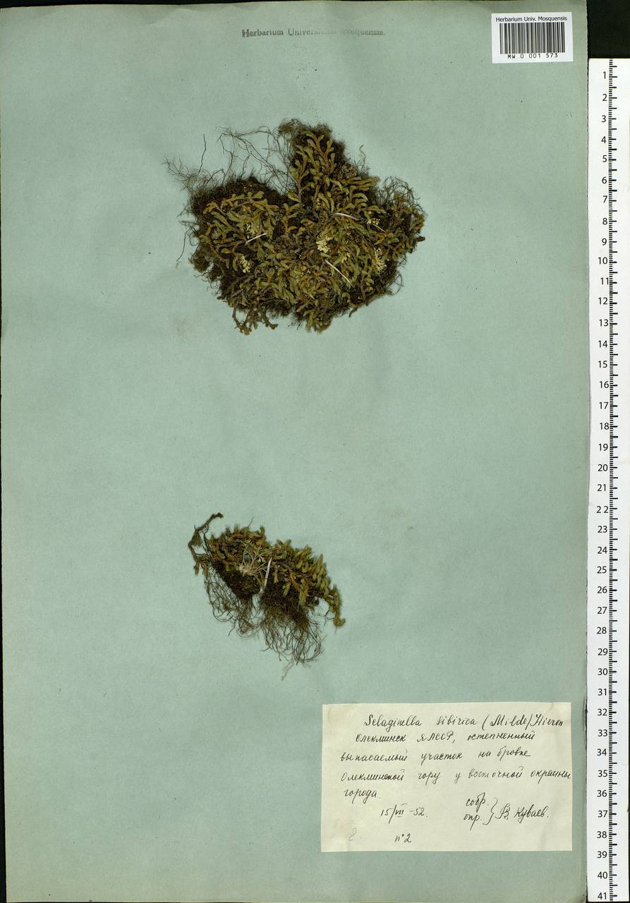 Selaginella rupestris (L.) Spring, Siberia, Yakutia (S5) (Russia)