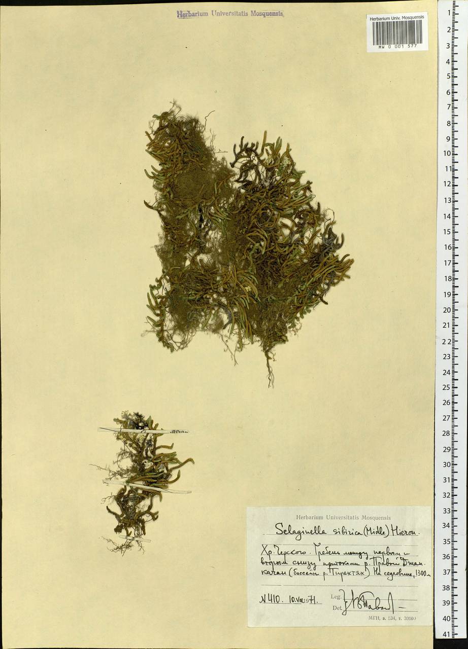 Bryodesma sibiricum (Milde) Soják, Siberia, Yakutia (S5) (Russia)