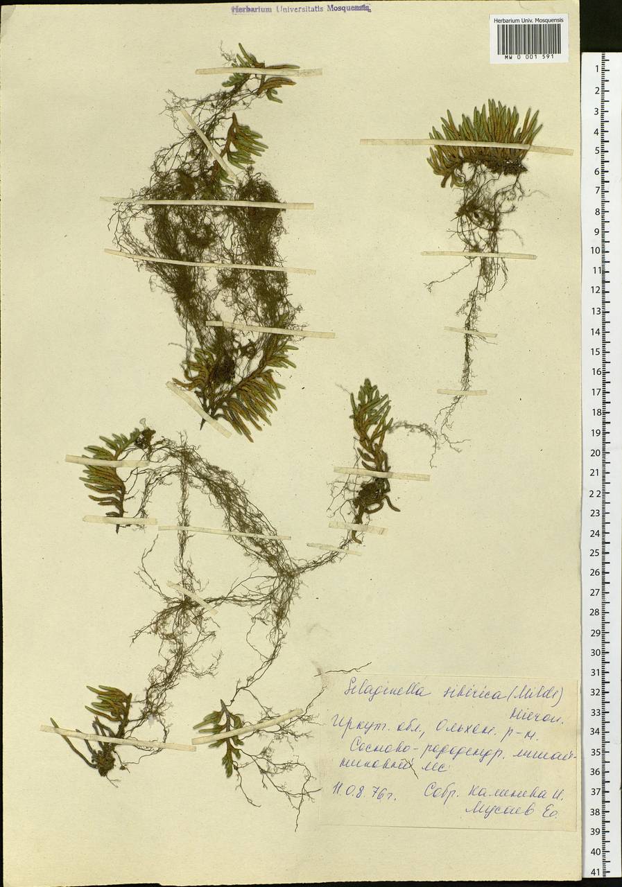 Bryodesma sibiricum (Milde) Soják, Siberia, Baikal & Transbaikal region (S4) (Russia)