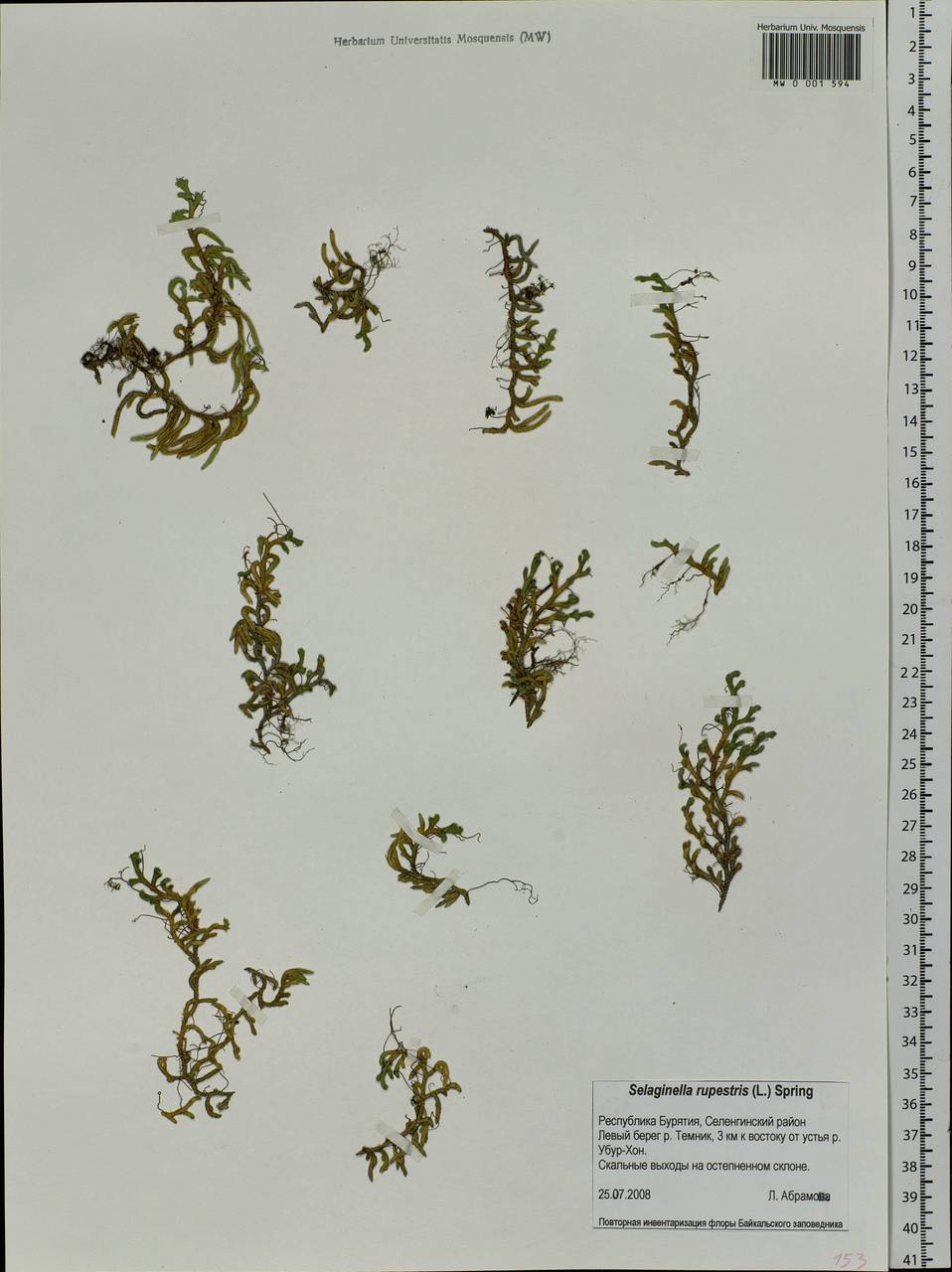 Bryodesma sibiricum (Milde) Soják, Siberia, Baikal & Transbaikal region (S4) (Russia)