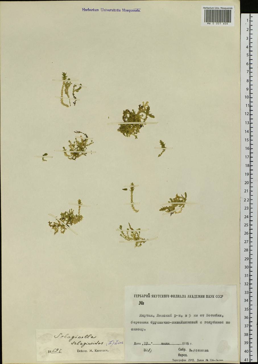 Selaginoides spinulosa (A. Braun ex Döll) Li Bing Zhang & X. M. Zhou, Siberia, Yakutia (S5) (Russia)