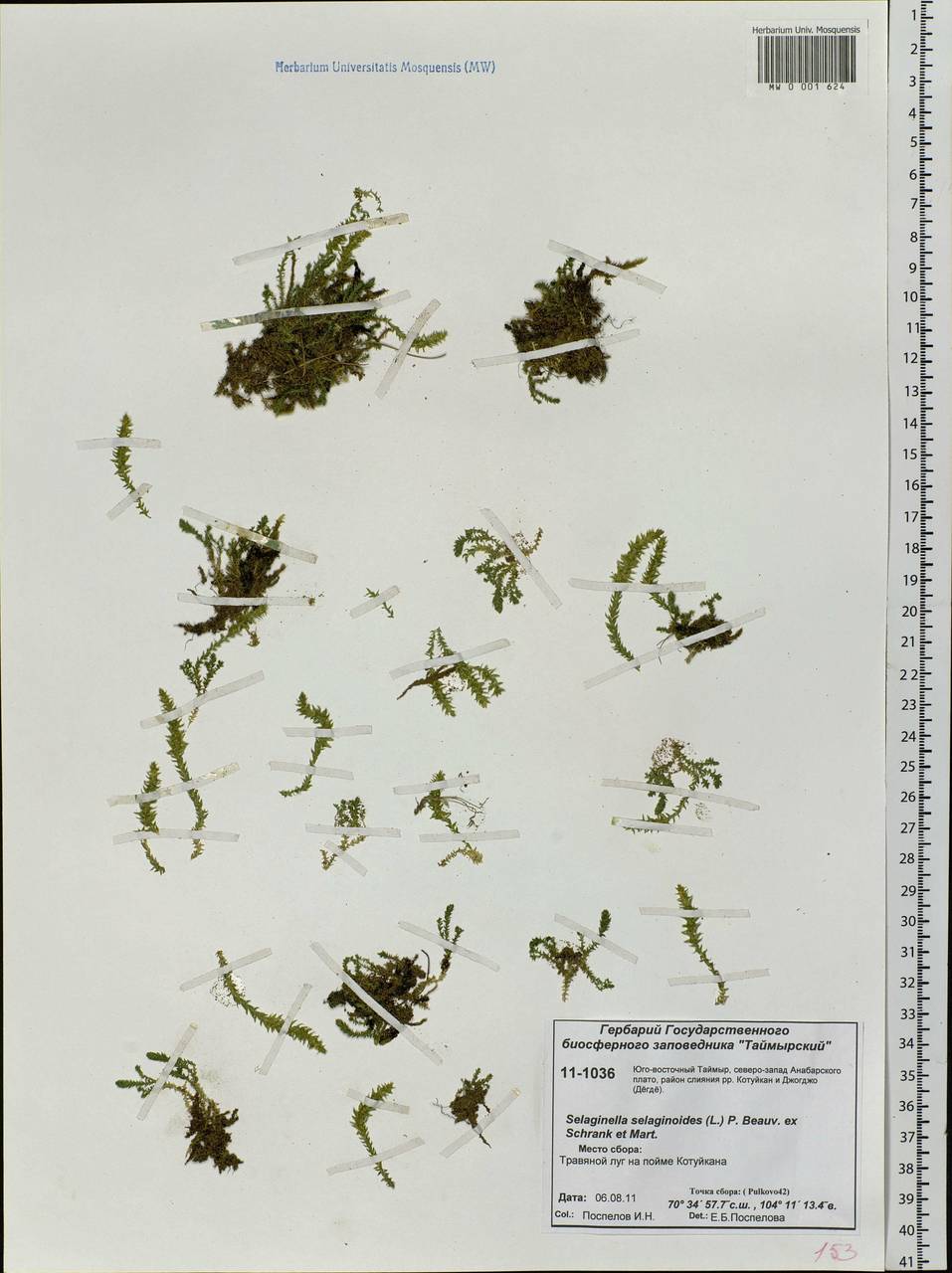 Selaginoides spinulosa (A. Braun ex Döll) Li Bing Zhang & X. M. Zhou, Siberia, Central Siberia (S3) (Russia)