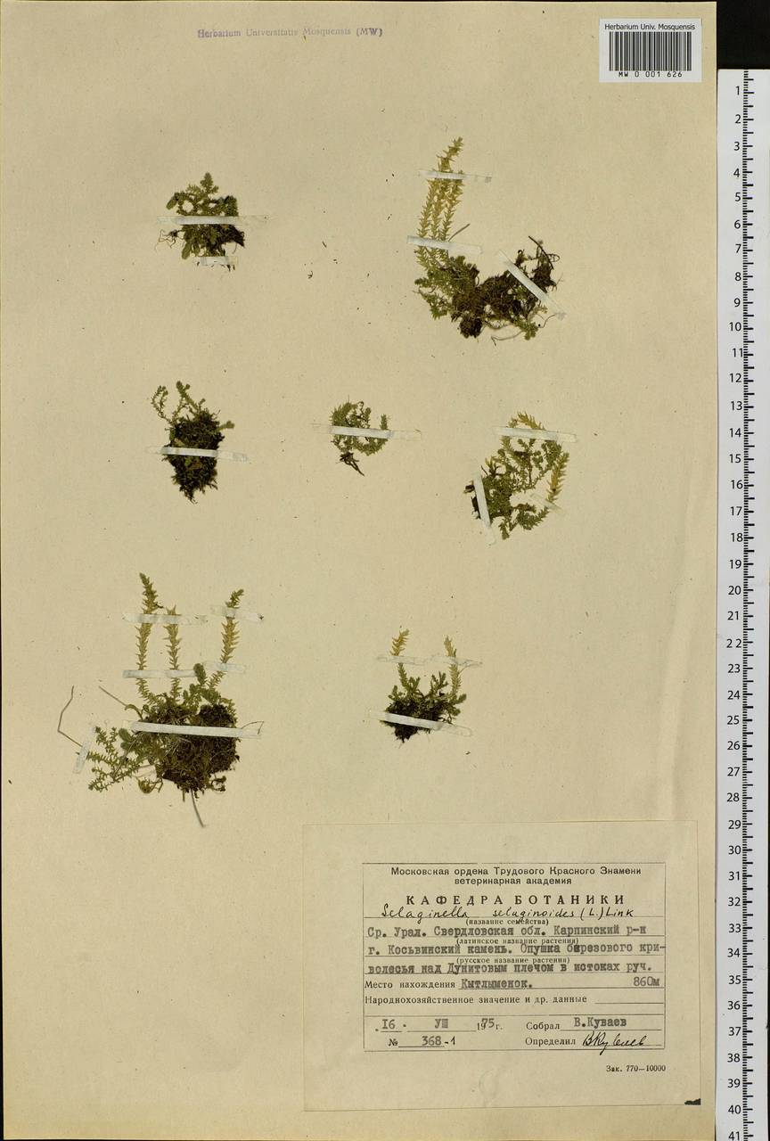 Selaginoides spinulosa (A. Braun ex Döll) Li Bing Zhang & X. M. Zhou, Eastern Europe, Eastern region (E10) (Russia)
