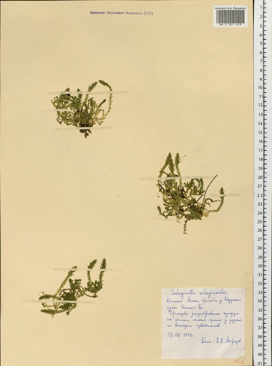 Selaginoides spinulosa (A. Braun ex Döll) Li Bing Zhang & X. M. Zhou, Siberia, Western Siberia (S1) (Russia)