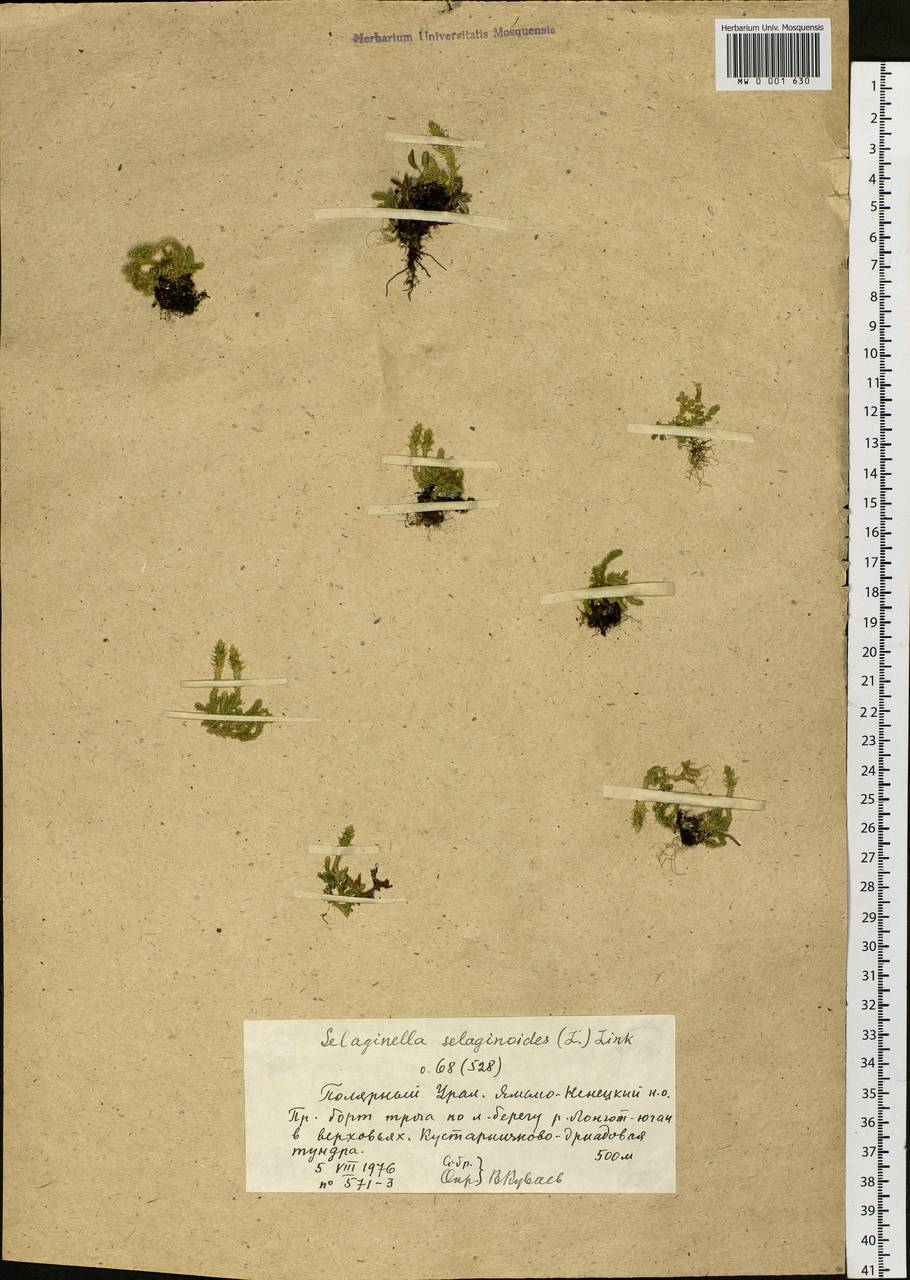 Selaginoides spinulosa (A. Braun ex Döll) Li Bing Zhang & X. M. Zhou, Siberia, Western Siberia (S1) (Russia)