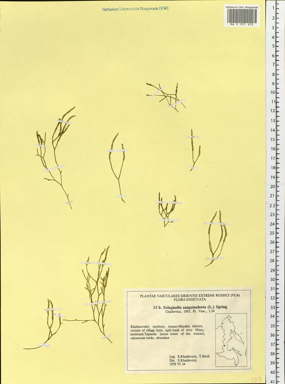 Boreoselaginella sanguinolenta (L.) Li Bing Zhang & X. M. Zhou, Siberia, Russian Far East (S6) (Russia)