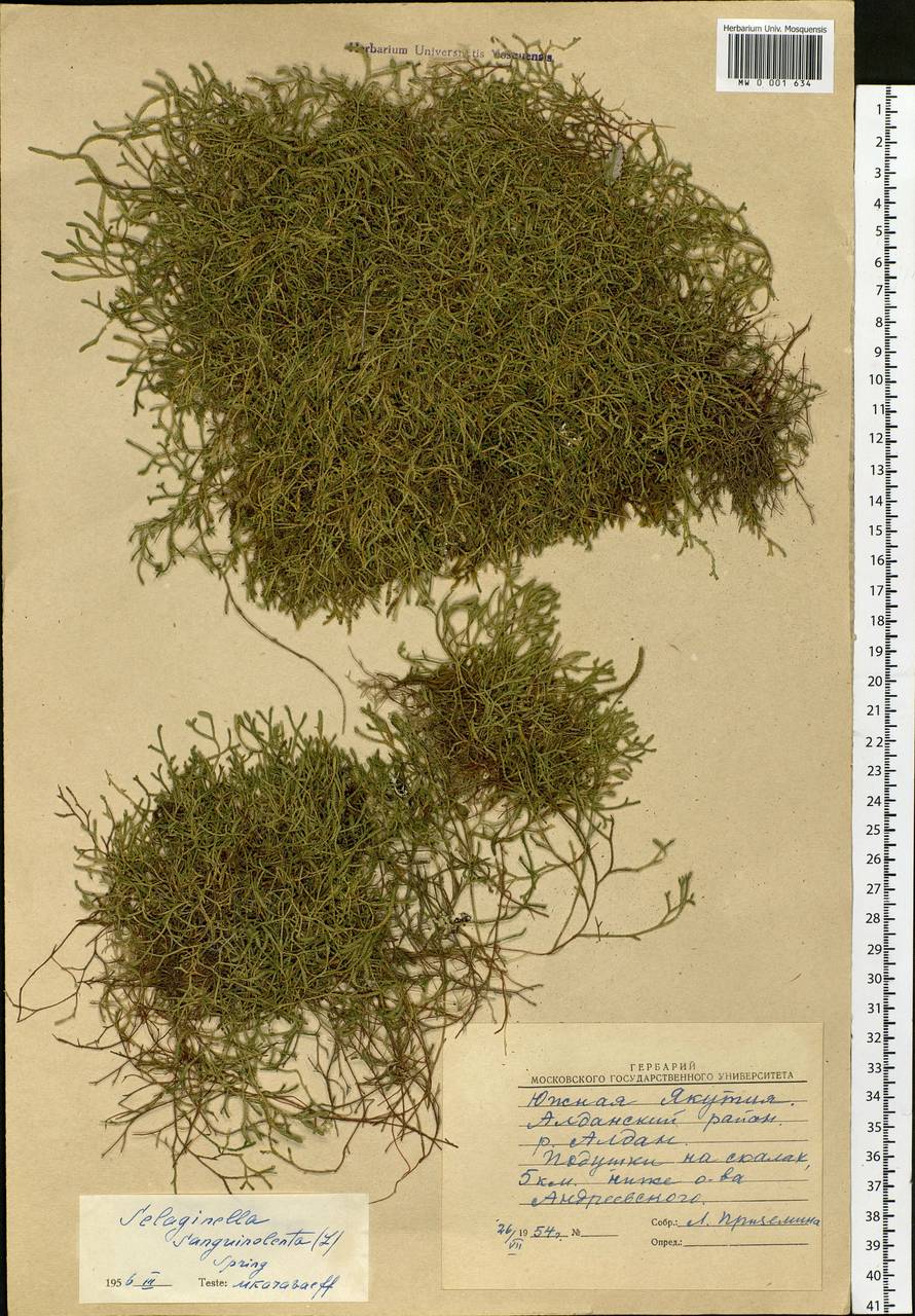 Boreoselaginella sanguinolenta (L.) Li Bing Zhang & X. M. Zhou, Siberia, Yakutia (S5) (Russia)
