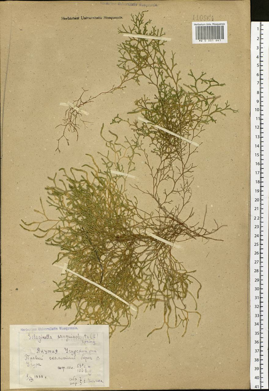 Boreoselaginella sanguinolenta (L.) Li Bing Zhang & X. M. Zhou, Siberia, Yakutia (S5) (Russia)