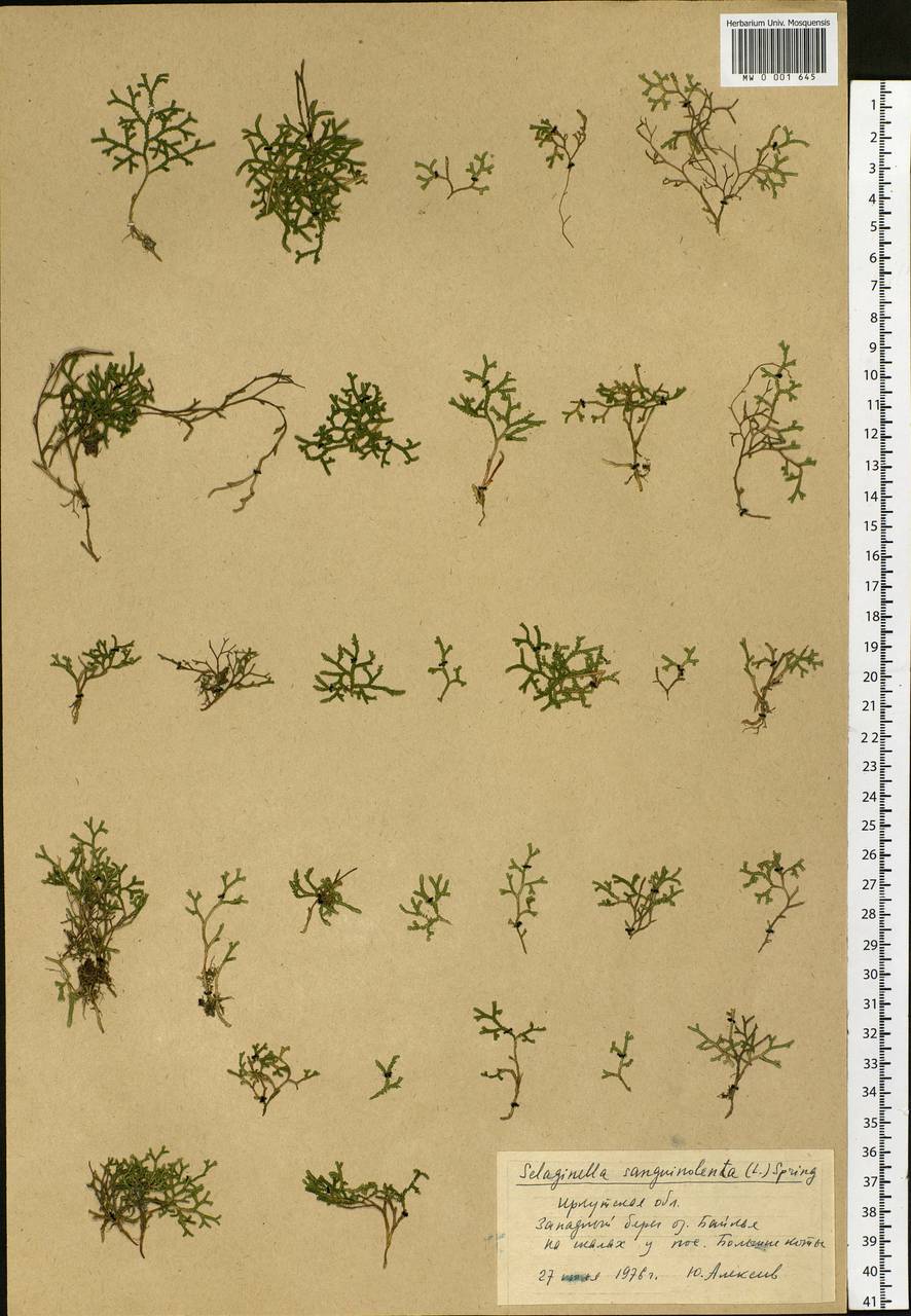 Boreoselaginella sanguinolenta (L.) Li Bing Zhang & X. M. Zhou, Siberia, Baikal & Transbaikal region (S4) (Russia)