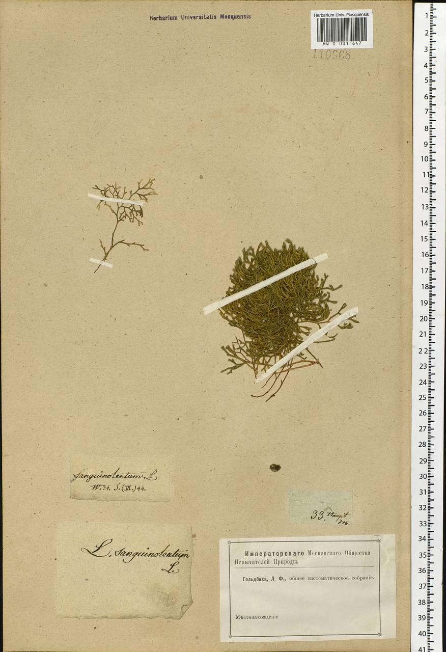 Boreoselaginella sanguinolenta (L.) Li Bing Zhang & X. M. Zhou, Siberia, Baikal & Transbaikal region (S4) (Russia)