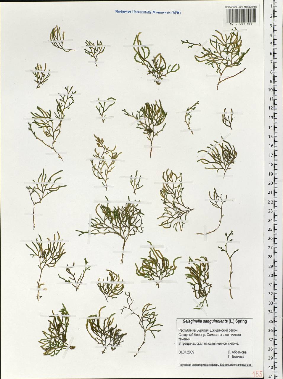 Boreoselaginella sanguinolenta (L.) Li Bing Zhang & X. M. Zhou, Siberia, Baikal & Transbaikal region (S4) (Russia)