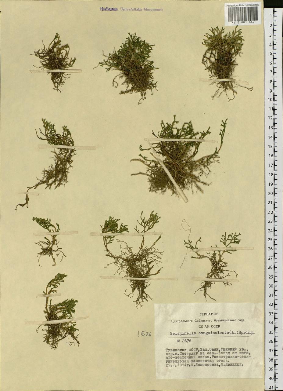 Boreoselaginella sanguinolenta (L.) Li Bing Zhang & X. M. Zhou, Siberia, Altai & Sayany Mountains (S2) (Russia)