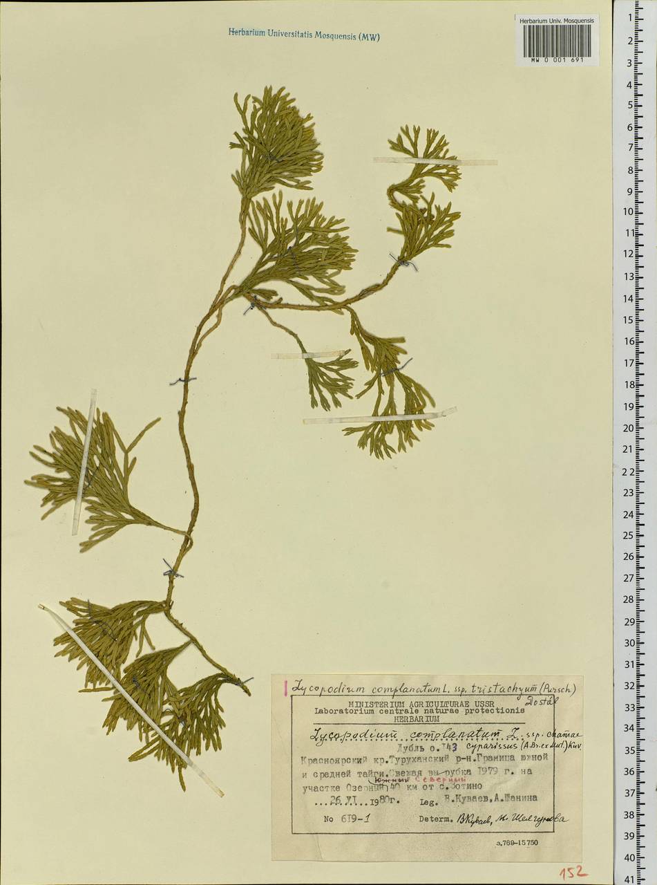 Diphasiastrum tristachyum (Pursh) Holub, Siberia, Central Siberia (S3) (Russia)