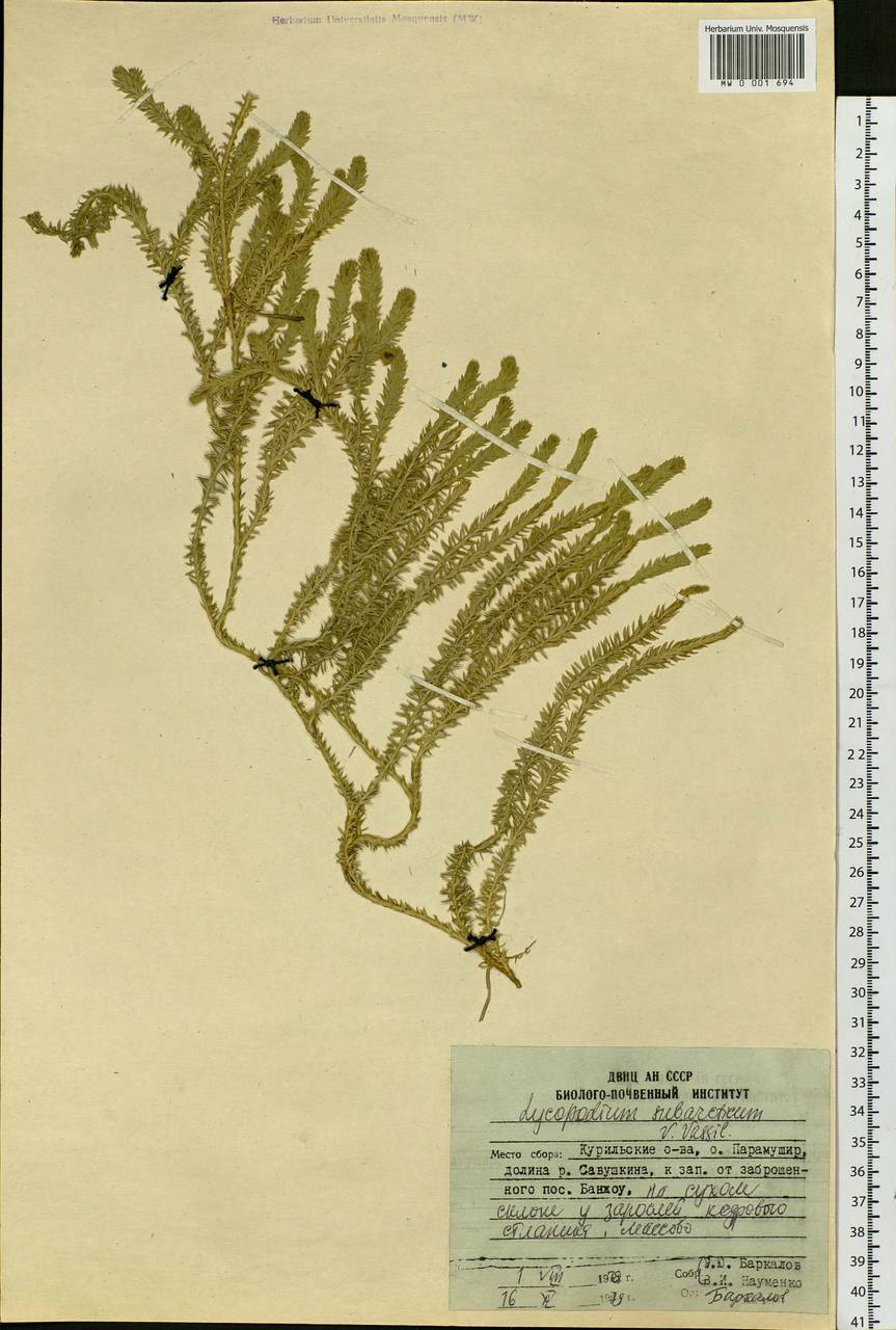 Spinulum annotinum subsp. alpestre (Hartm.) Uotila, Siberia, Russian Far East (S6) (Russia)
