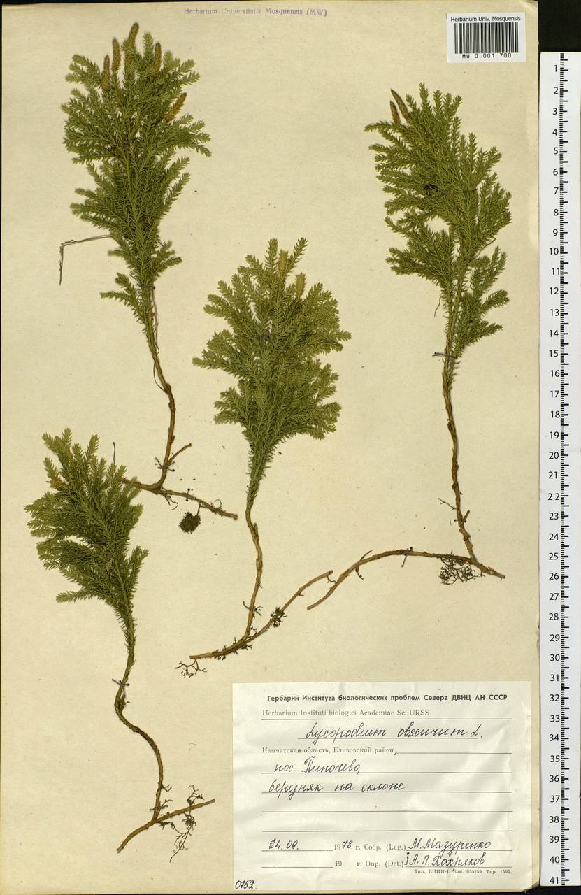 Dendrolycopodium obscurum (L.) A. Haines, Siberia, Chukotka & Kamchatka (S7) (Russia)