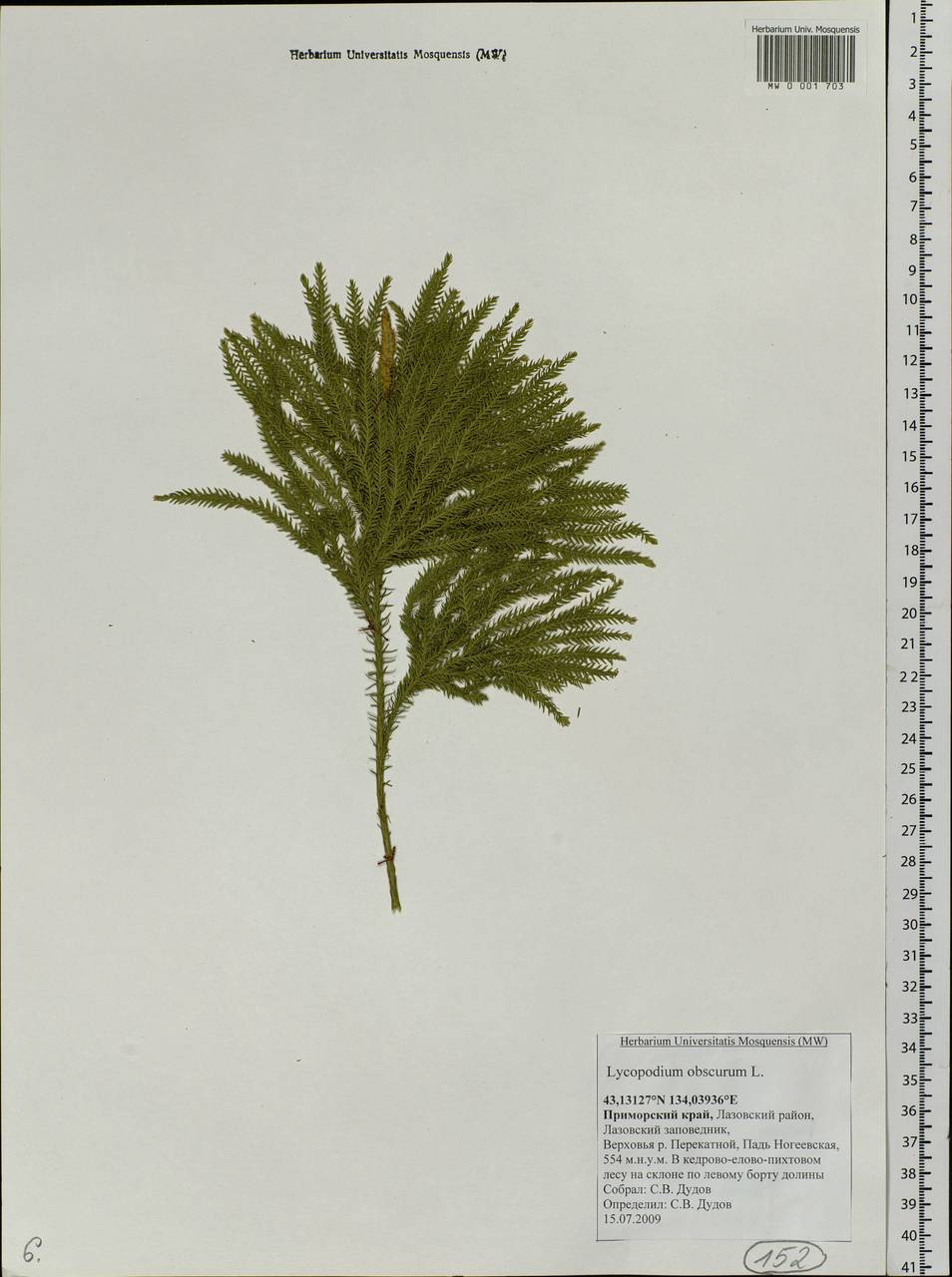 Dendrolycopodium obscurum (L.) A. Haines, Siberia, Russian Far East (S6) (Russia)