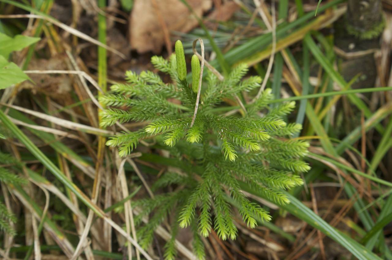 Dendrolycopodium obscurum (L.) A. Haines, Siberia, Russian Far East (S6) (Russia)