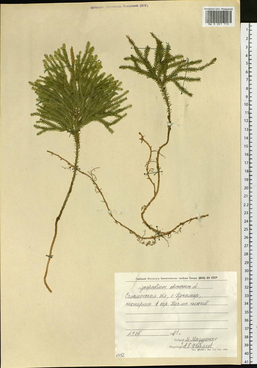 Dendrolycopodium obscurum (L.) A. Haines, Siberia, Russian Far East (S6) (Russia)