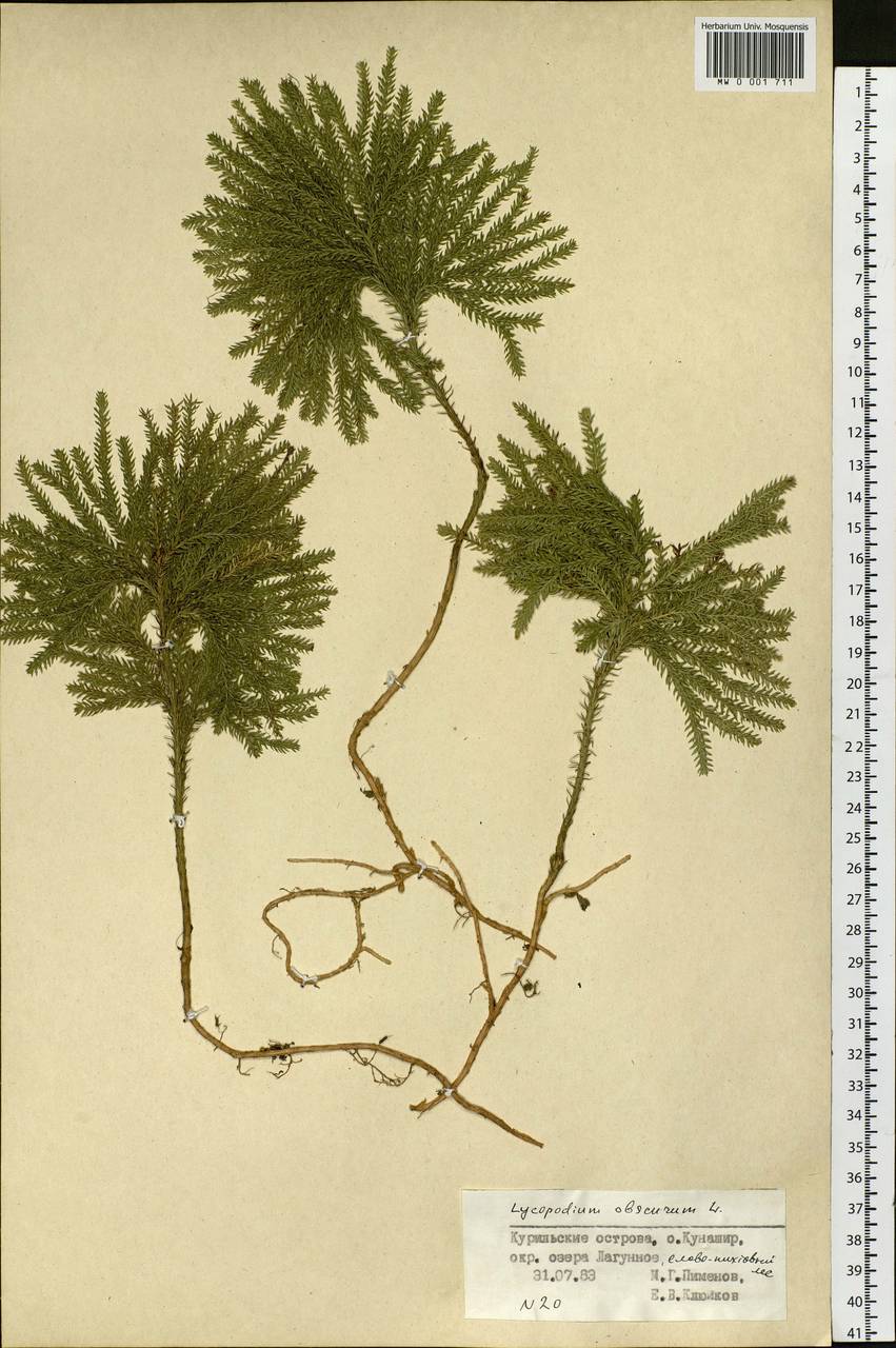 Dendrolycopodium obscurum (L.) A. Haines, Siberia, Russian Far East (S6) (Russia)