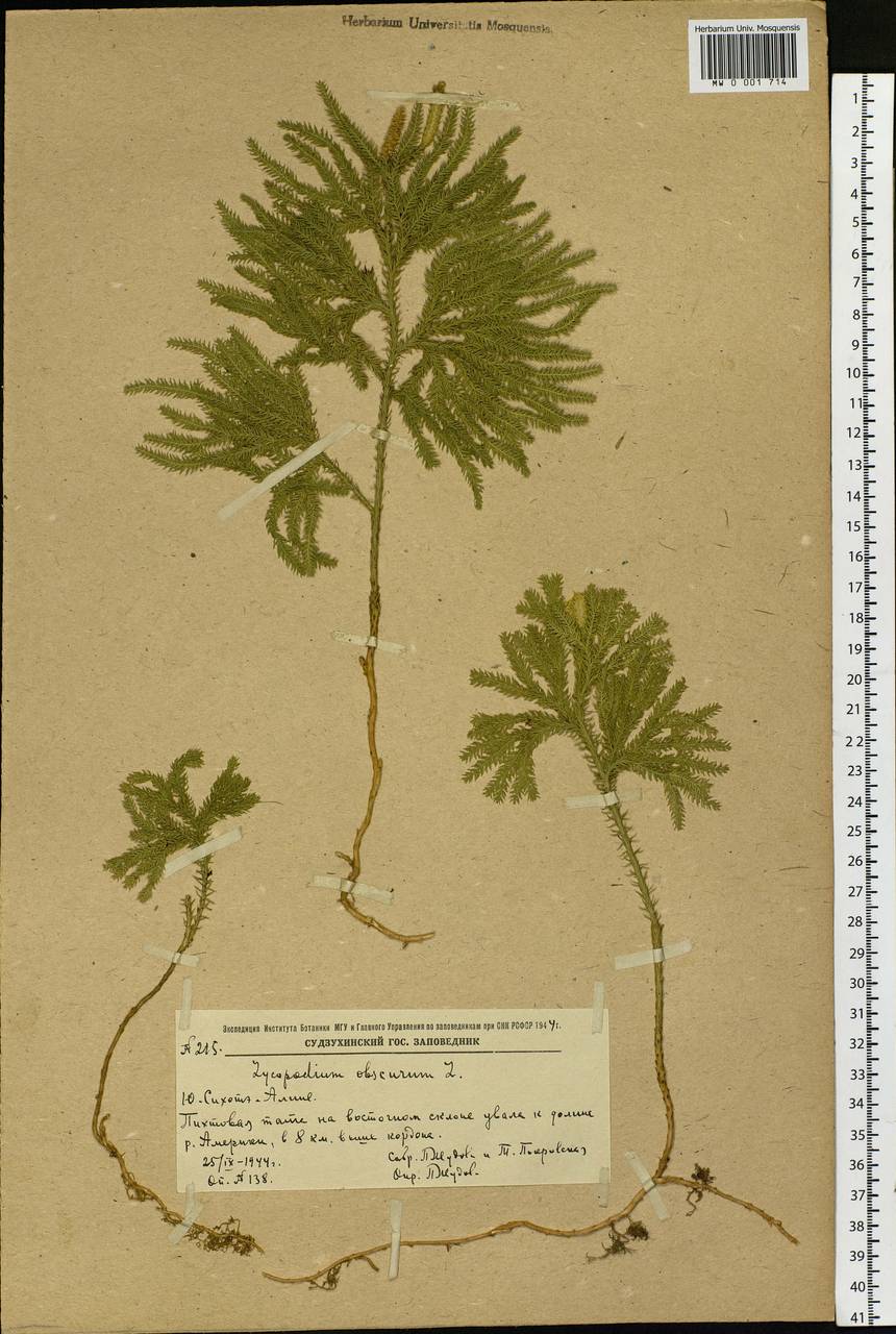 Dendrolycopodium obscurum (L.) A. Haines, Siberia, Russian Far East (S6) (Russia)