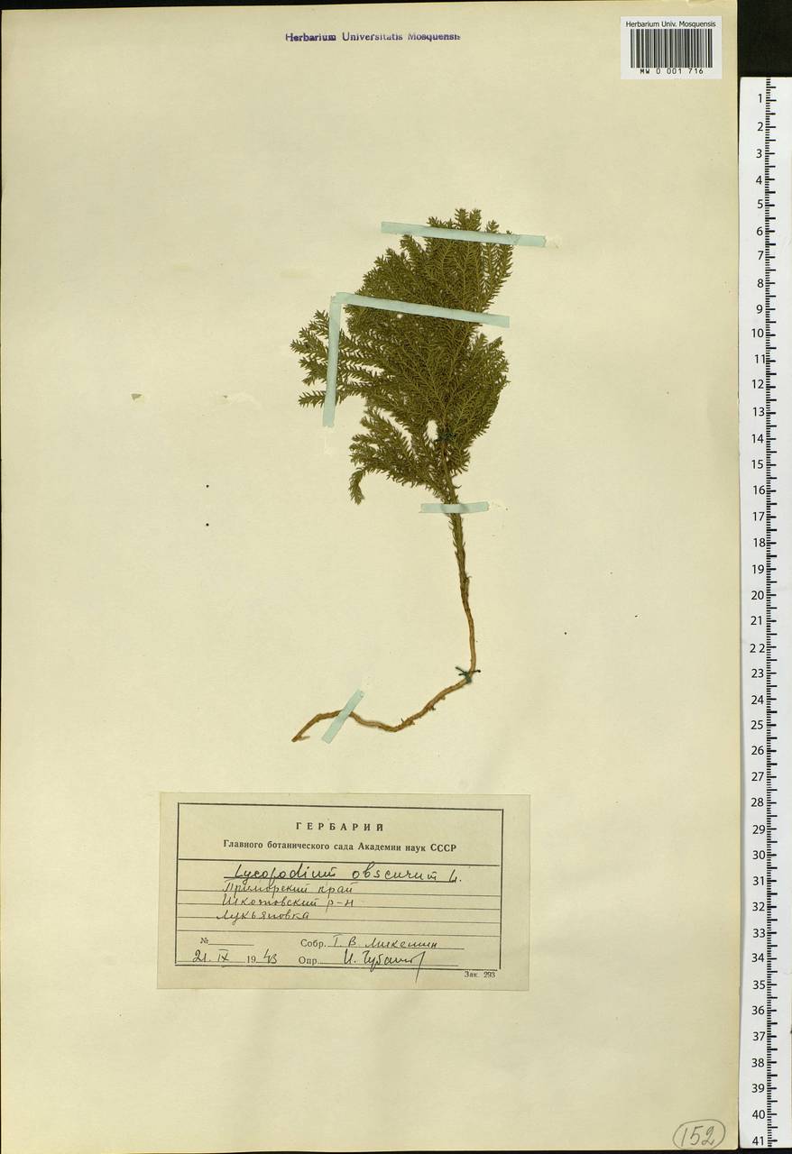 Dendrolycopodium obscurum (L.) A. Haines, Siberia, Russian Far East (S6) (Russia)
