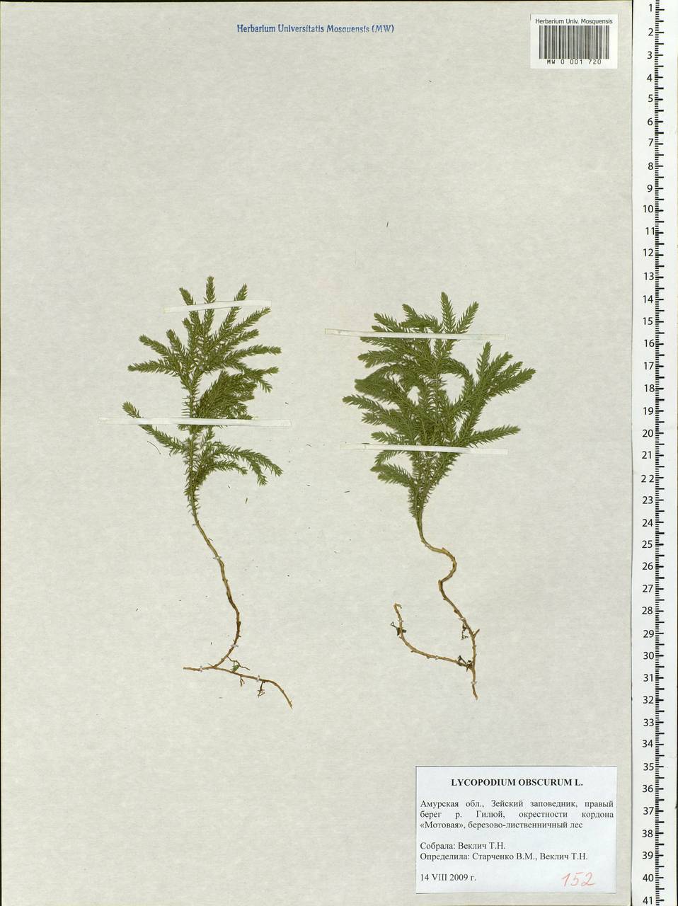 Dendrolycopodium obscurum (L.) A. Haines, Siberia, Russian Far East (S6) (Russia)