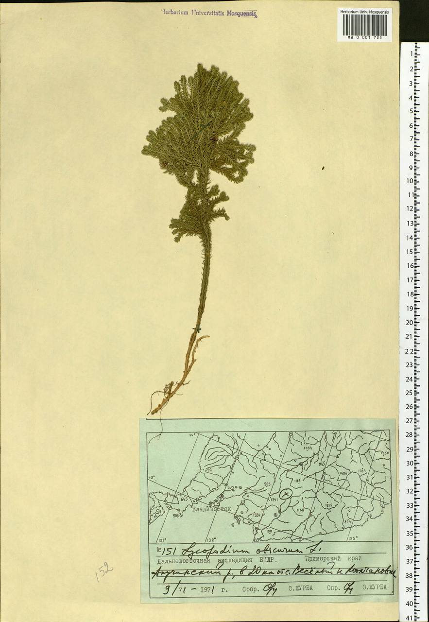 Dendrolycopodium obscurum (L.) A. Haines, Siberia, Russian Far East (S6) (Russia)