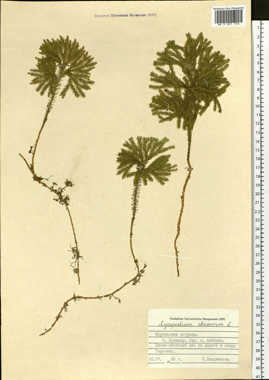 Dendrolycopodium obscurum (L.) A. Haines, Siberia, Russian Far East (S6) (Russia)