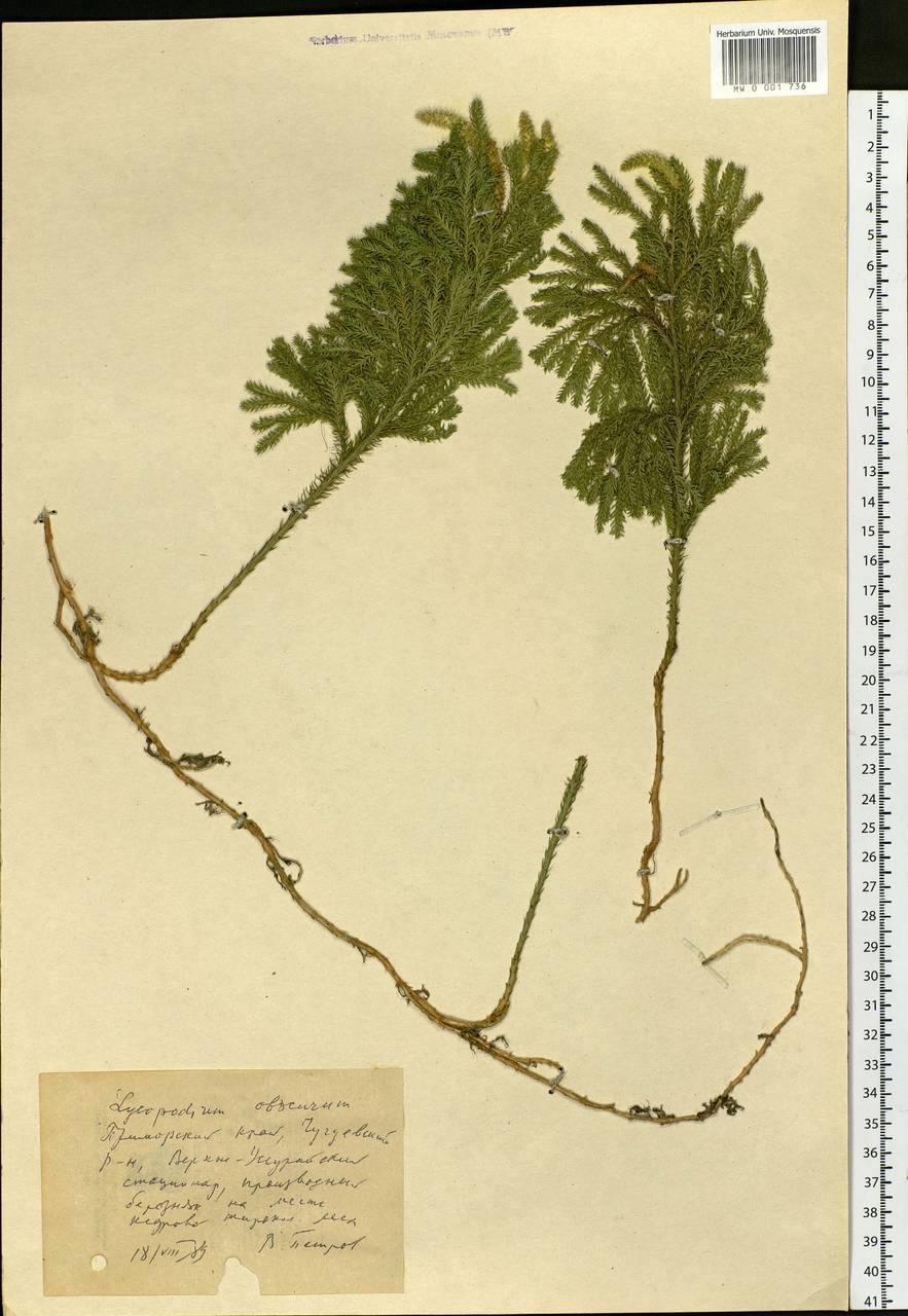 Dendrolycopodium obscurum (L.) A. Haines, Siberia, Russian Far East (S6) (Russia)